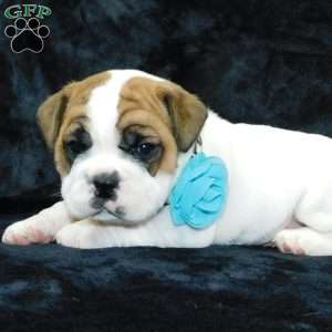 Wrinkles, Miniature Bulldog Puppy